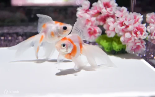 Illuminated Goldfish Corridor at the Art Aquarium Museum