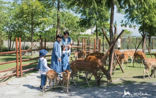 Families feeding gentle sika deer in a lush green park environment