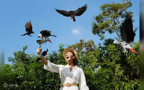 Colorful macaws and tropical birds flying freely in a lush rainforest aviary