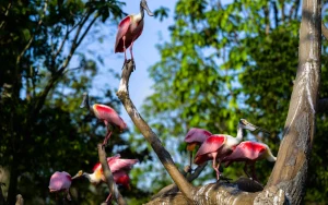 Bird Paradise Singapore
