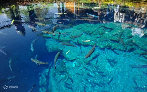 Crystal-clear natural ponds at the historic Oshino Hakkai village
