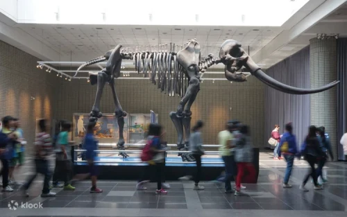 Towering Stegodon fossil replica in the Sunshine Corridor