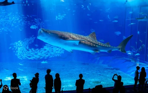 Majestic whale shark swimming in the massive Kuroshio Sea Tank