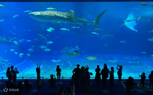 Colorful tropical fish and vibrant coral reef ecosystem displays