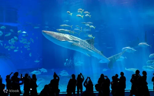 Graceful manta rays gliding through the crystal clear aquarium waters