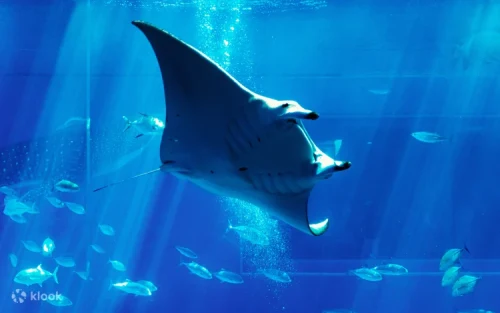 Outdoor facility featuring playful dolphins and marine conservation