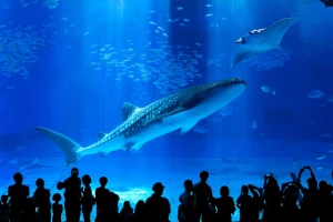 Okinawa Churaumi Aquarium