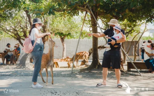 Visitors feeding adorable Formosan sika deer in Kenting.