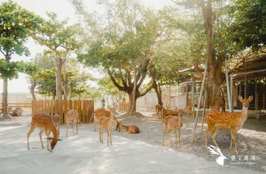 Paradise of Deer Kenting