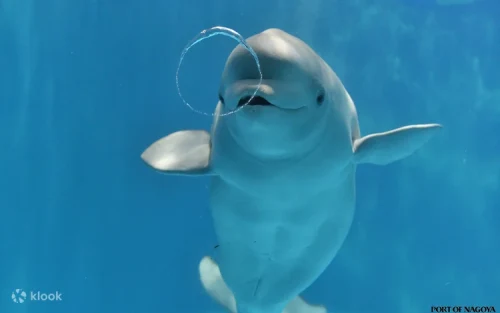 Beluga whales playing underwater at the North Building