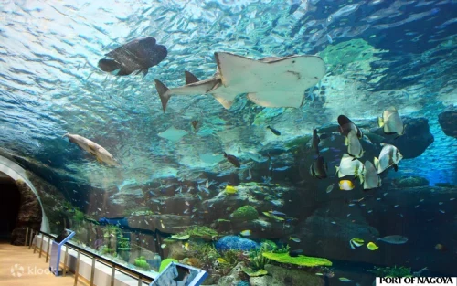 Colorful tropical fish and corals at the Equatorial Sea exhibit