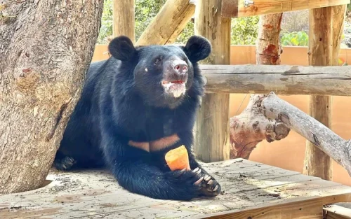 Formosan black bears roaming in their spacious and natural habitat