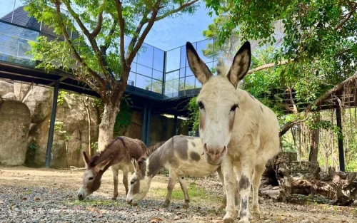Adorable capybaras and meerkats at the interactive animal exhibits