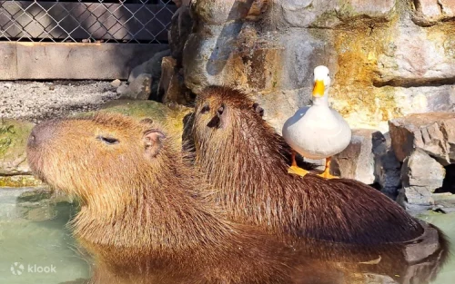 Adorable sloths relaxing at the Yilan Cute Pet Paradise