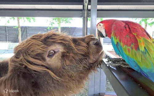 Vibrant flamingos and macaws in the interactive bird zone