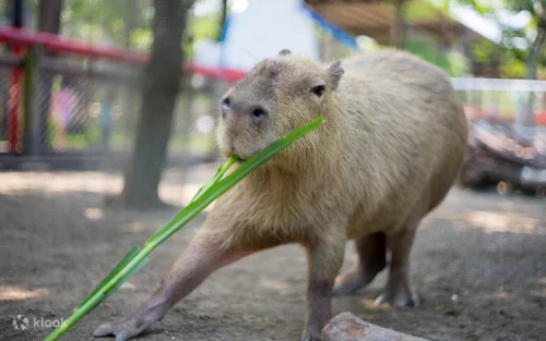 Adorable capybaras relaxing in their habitat at Wanpi World Safari Zoo