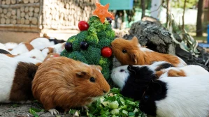 Wanpi World Safari Zoo Tainan