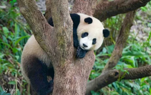 Giant panda eating bamboo at the Taipei Zoo enclosure.