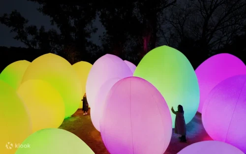 Colorful glowing spheres in the Eucalyptus forest at Nagai Park