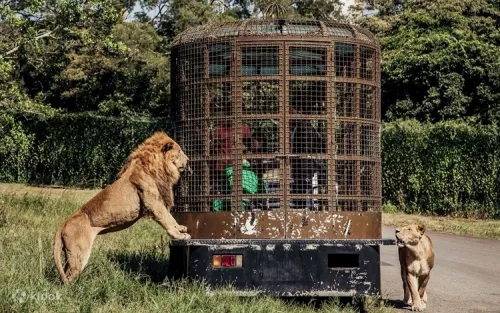 Animals roaming freely at Taiwan's largest open-range safari zoo