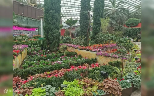 Vibrant floral displays inside the spectacular Flower Dome conservatory