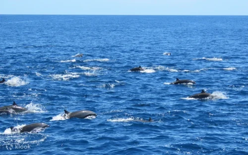 Dolphins jumping in the Pacific Ocean off the coast of Hualien Taiwan