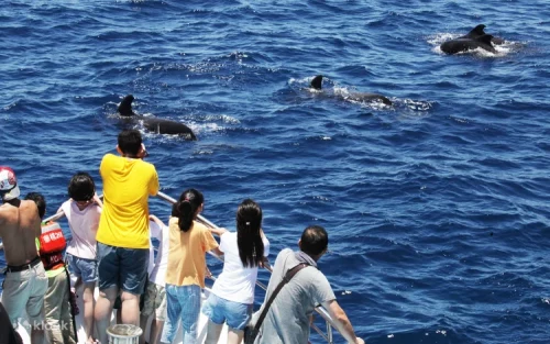 A massive whale breaching the surface against the backdrop of the Qingshui Cliff