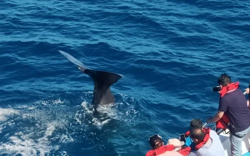 Happy passengers taking photos of cetaceans during a Hualien boat tour