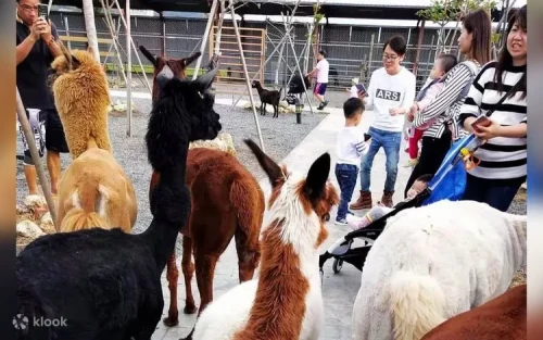 Feeding adorable alpacas at Kenting Kencao Fun Taiwan
