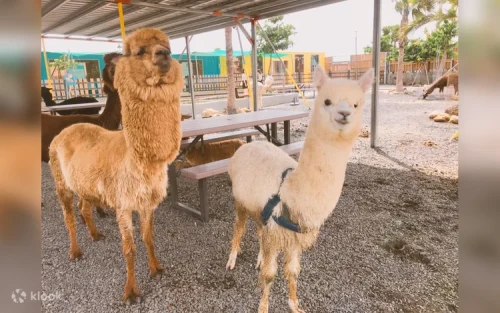 Nubian goats and miniature horses in Kenting ecological park
