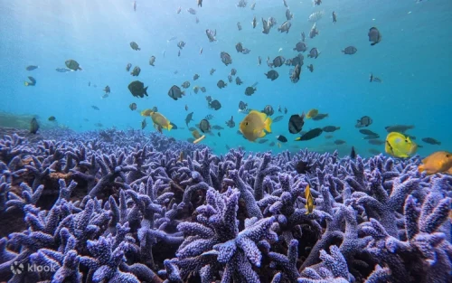 Sunlight reflecting into the stunning blue seawater of the Penghu Blue Cave