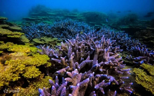 Snorkeling through the vibrant purple lavender coral forests in South Penghu