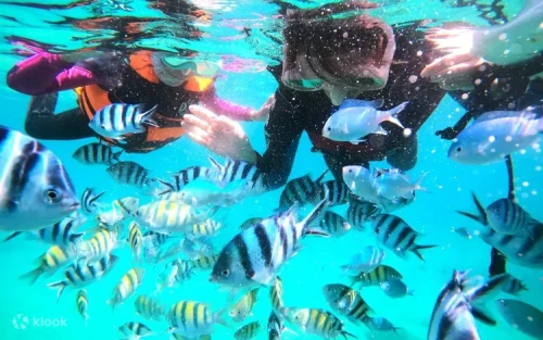 Vibrant Purple Lavender Forest Coral Restoration Area in Penghu