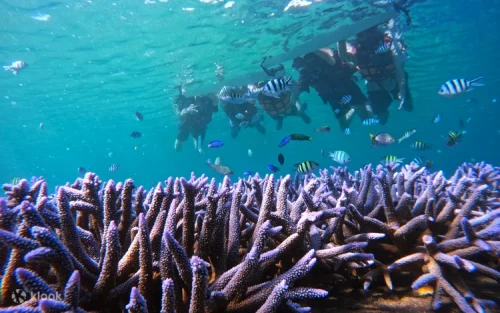 Professional instructor guiding a small group snorkeling tour