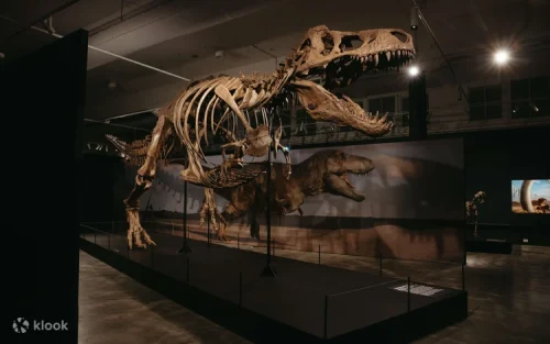 Educational fossil exhibits demonstrating evolutionary paths