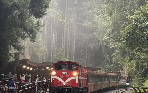 Misty morning views of the ancient Alishan sacred trees