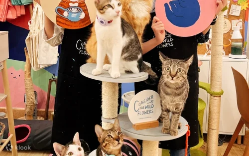 Friends painting and smiling together while playing with friendly felines