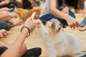 Art Jamming with Cats at Wildflower Studio