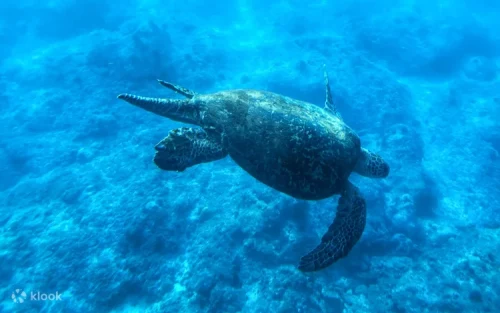 A magnificent green sea turtle swimming gracefully past the sloped glass windows of the boat.