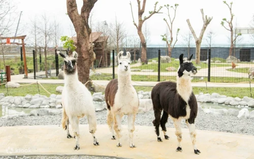 Children feeding friendly capybaras and alpacas at the Yilan animal farm