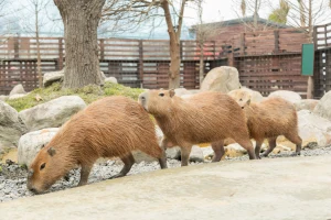 Yilan Animal Farm, Bubble Tea Museum & Luodong Night Market Day Tour