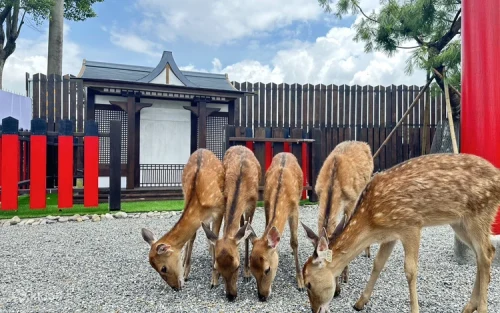 Visitors feeding adorable sika deer and alpacas in Taiwan
