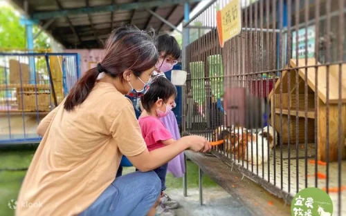 Children bottle-feeding adorable hungry piglets at Yinong Ranch in Yilan