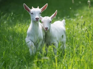 Yinong Ranch Admission & Animal Feeding Experience