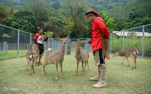 Close up of a friendly sika deer with plum-like spots in Chiayi