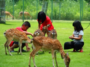 Alishan Veoveoana Tribe Admission