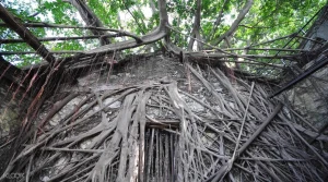 Anping Tree House