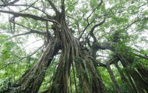 Century-old banyan trees with massive aerial roots in Chiben