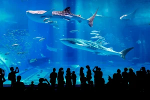Northern Okinawa Sightseeing Bus Day Tour