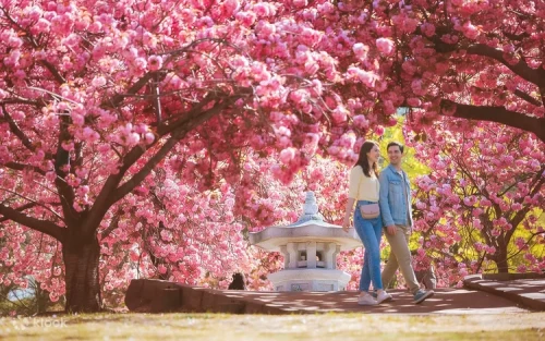 Scenic views of the royal burial mounds at Daereungwon Tomb Complex